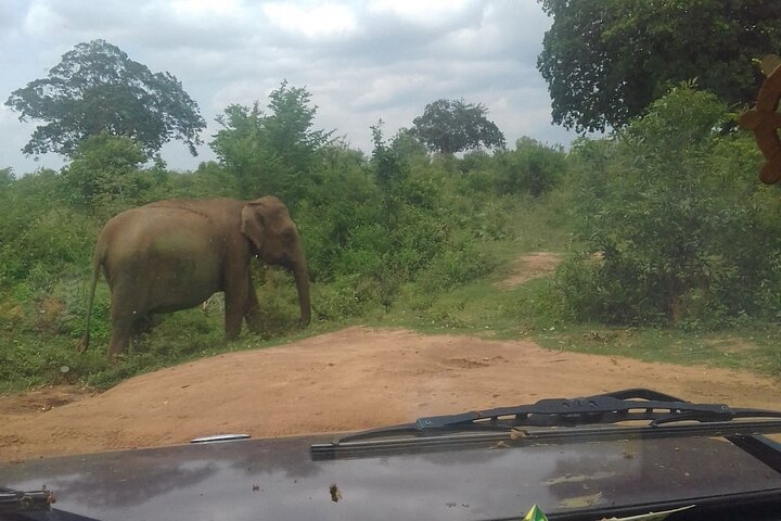Udawalawe saffari tour from kandy - Photo 1 of 6